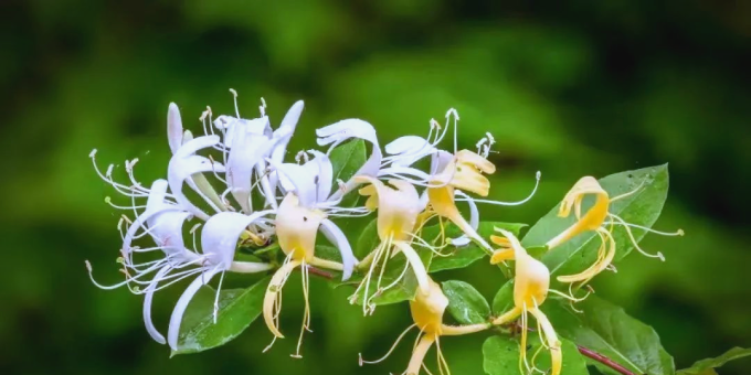 【徐东风诗歌】金银花（外一首）