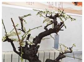 【秋枫随笔】偶感等