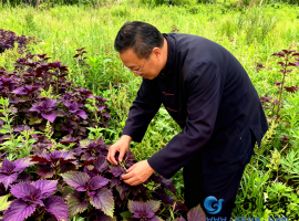 【洛沙随笔】跟上姚选富识百草之三十七：岐坡紫苏传