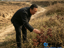 【李玉梅读后感】野枣藏本草，乡土蕴岐黄