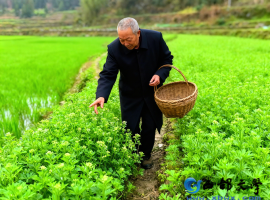 【洛沙随笔】跟上姚选富识百草之三十：鱼腥草乡野方