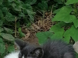 【龙竹武诗词】庭前双猫