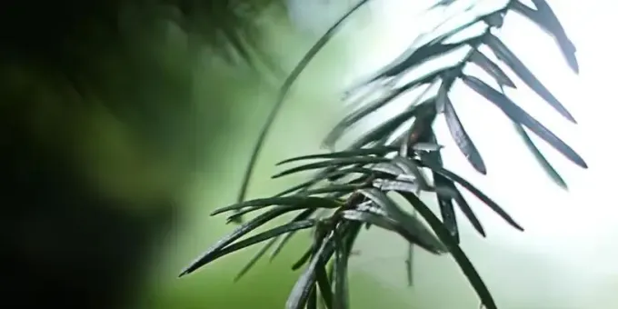 【徐东风诗歌】我的清明节（外一首）