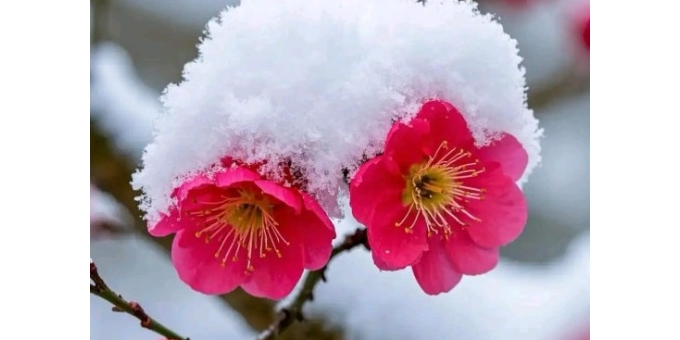 【芸竹诗词】 七绝    咏梅