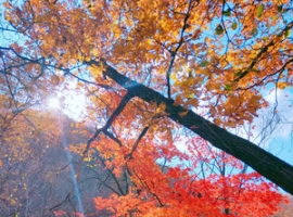 【笑君诗词】采桑子·重阳（六首）