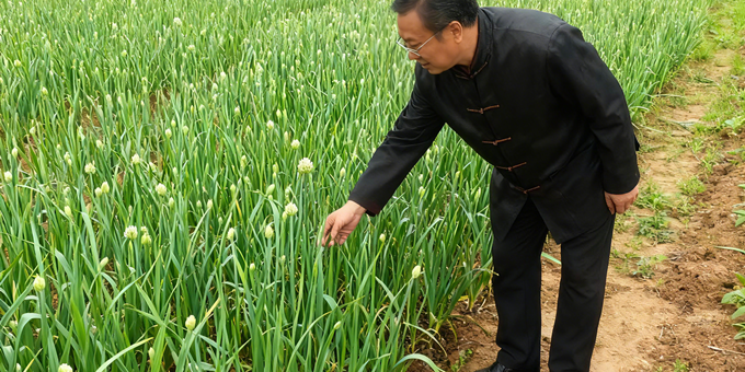 【洛沙随笔】跟上姚选富识百草之三十一：薤白暖乡肠