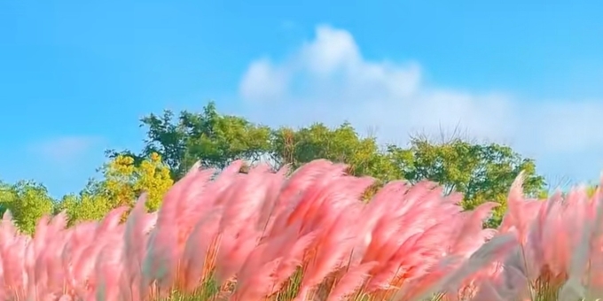 【芸竹诗词】七律  荻岸秋思（外一首）