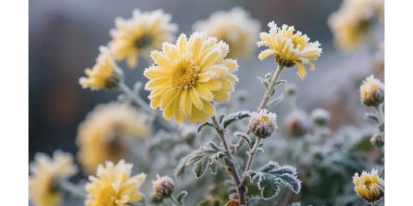 【乔堃诗词歌赋】立冬