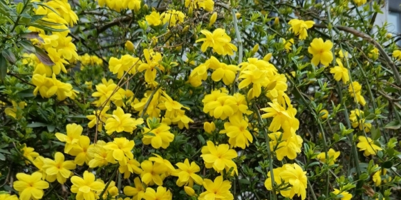 【禅悟诗词】鹧鸪天 九尽春生