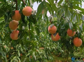 【商山迪克散文随笔】故乡的笨桃