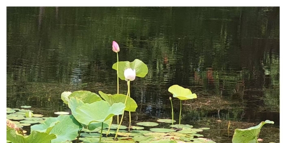 【秋枫杂诗】初夏连笔