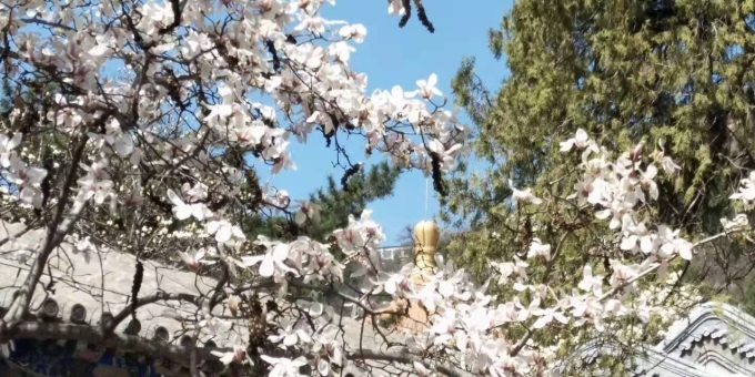 【秋枫散文随笔】 正月十四 . 雪