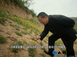 【洛沙随笔】跟上姚选富识百草之一百七十四：旋覆独降