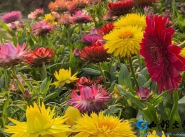 【徐东风散文】繁花