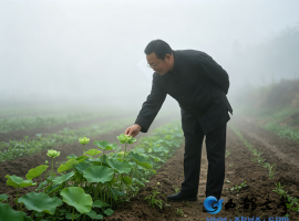 【洛沙随笔】跟上姚选富识百草之二百三十一：莲草济世