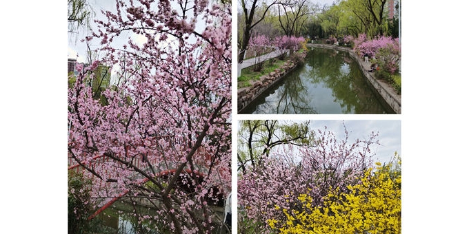 【一棵小草词作】《春光好・植物园赏花游》