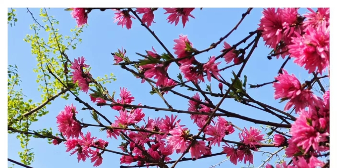 【秋枫三行日记】三月点滴 （上）