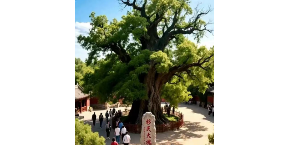 【孟 宪 福诗词】洪洞大槐树