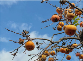 【张德玉诗词】七律  柿颂