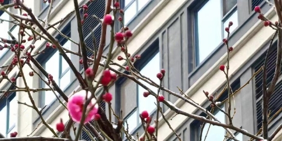 【宁静致远诗词】红梅