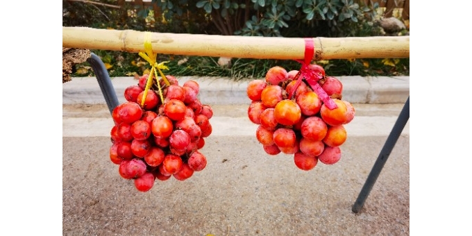 【祁河随笔】黄桂柿饼