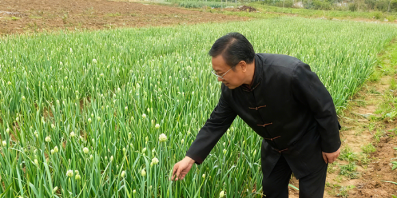 【洛沙随笔】跟上姚选富识百草之三十一：薤白暖乡肠