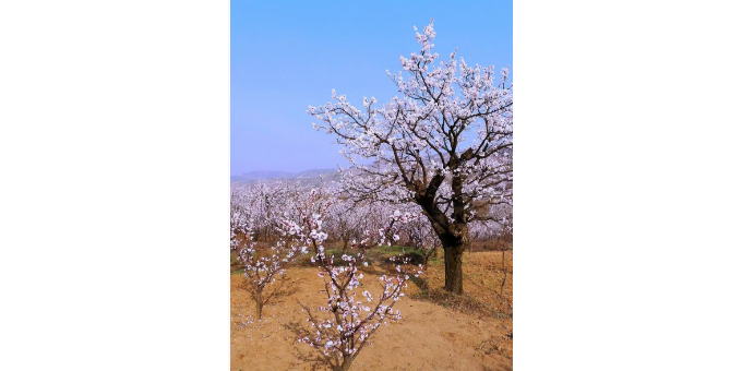 【孟宪福诗词】咏  杏  花