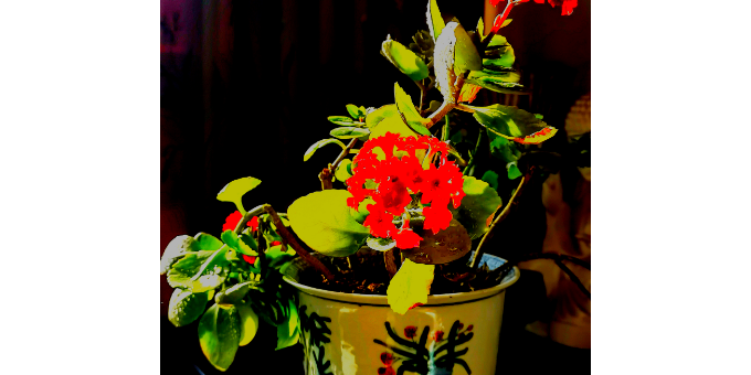 【宋智兴诗词】七绝  题长寿花照