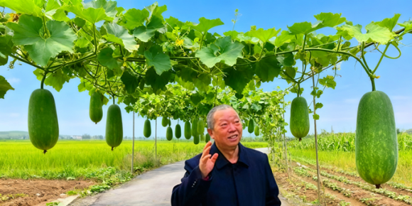 【洛沙随笔】跟上姚选富识百草之二十八：冬瓜解夏馋