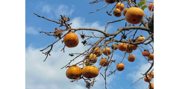 【张德玉诗词】七律  柿颂