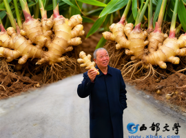 【洛沙随笔】跟上姚选富识百草之十五：生姜的养生智慧