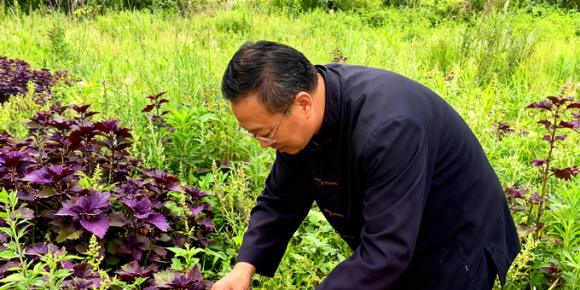 【洛沙随笔】跟上姚选富识百草之三十七：岐坡紫苏传