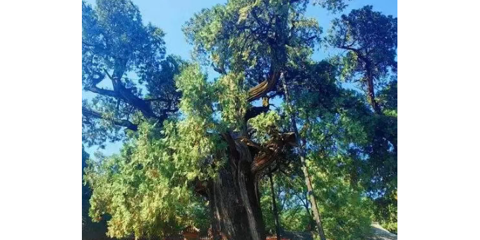 【孟宪福诗词】拜谒黄帝陵