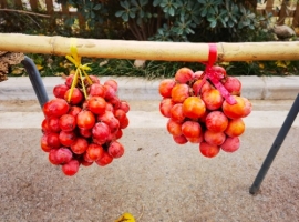 【祁河随笔】黄桂柿饼