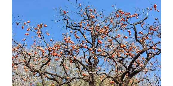 天子峪闻木瓜香