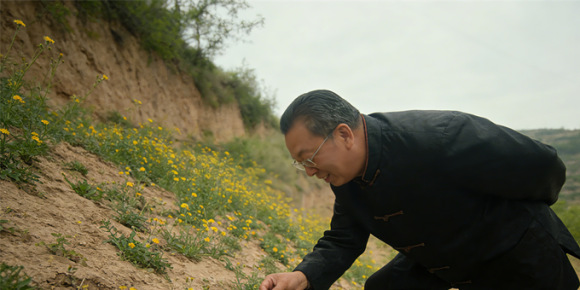 【洛沙随笔】跟上姚选富识百草之一百七十四：旋覆独降