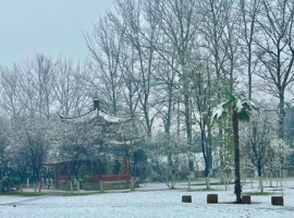 【一棵小草诗词】《采桑子·吟今日之雪》（和凝体）