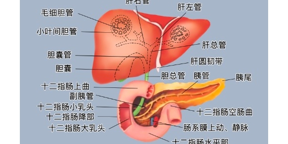 【付功伟随笔】肝胆相照