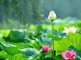 【徐东风散文】微山湖上，风过千年