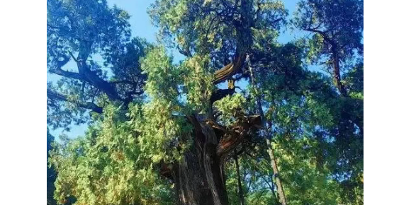 【孟宪福诗词】拜谒黄帝陵