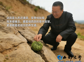 【洛沙随笔】跟上姚选富识百草之一百七十：还魂草藏效