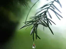 【徐东风诗歌】我的清明节（外一首）