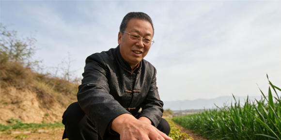 【洛沙随笔】跟上姚选富识百草之百七十二：椿芽藏妙方