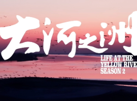 【徐东风诗歌】大河之洲