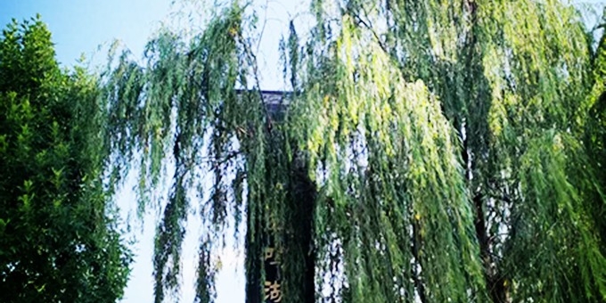 【洛沙随笔】凤鸣湖记：岐黄润水土，清景养初心