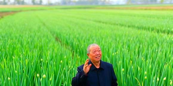 【洛沙随笔】跟上姚选富识百草之十三：洋葱带叶吃藏着