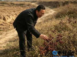 【洛沙随笔】跟上姚选富识百草之一百八十四：枣解酲