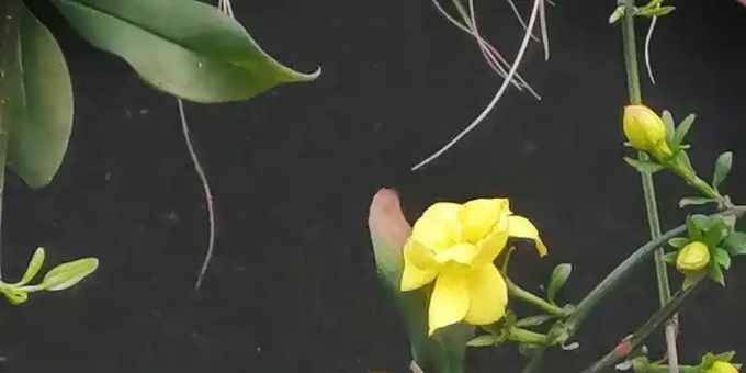 【徐东风散文】迎得春来非自足，百花千卉任芬芳