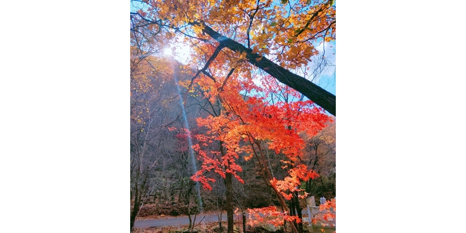 【笑君诗词】采桑子·重阳（六首）