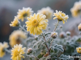 【乔堃诗词歌赋】立冬